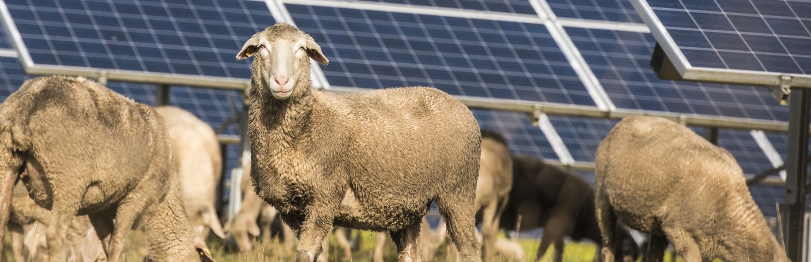 Flock Of Sheep On Grassy Field By Solar Panels